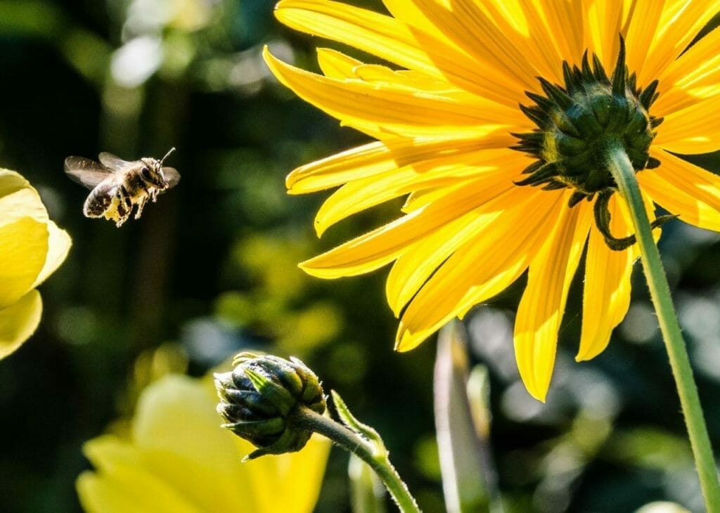 Help the bees land on your startup's windowsill with a compelling founder story